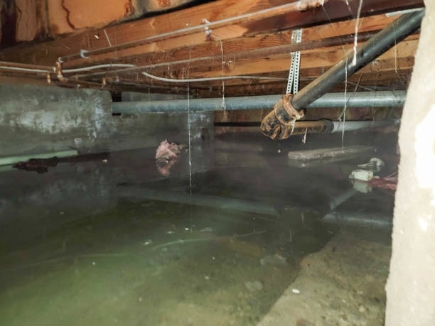 Best Flood damage cleanup  in Gloster, MS